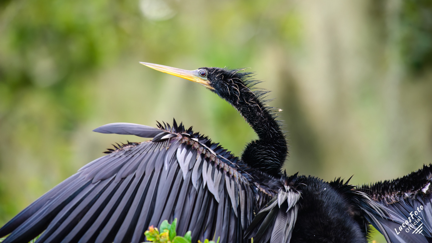 Anhinga