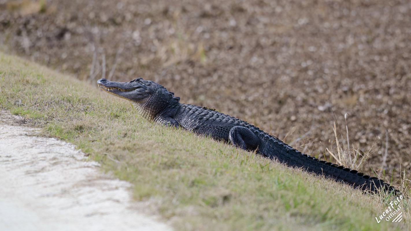 Alligator