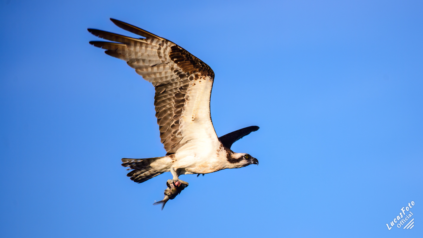 Osprey