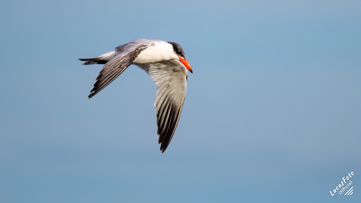 Caspian Tern