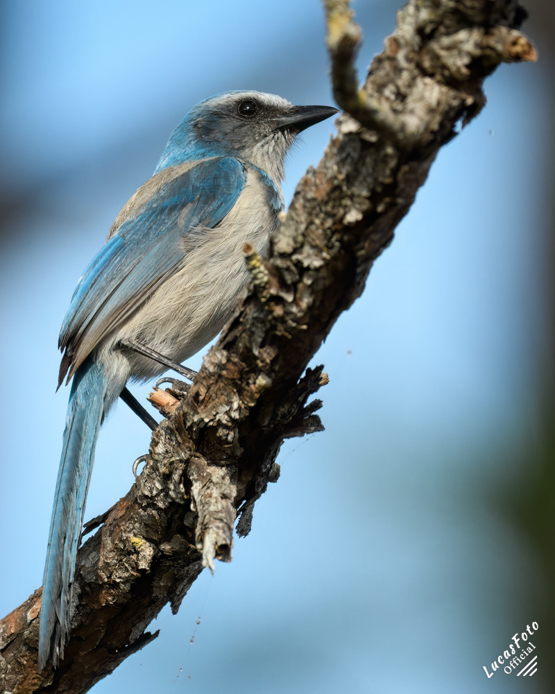 Florida Scrub Jay