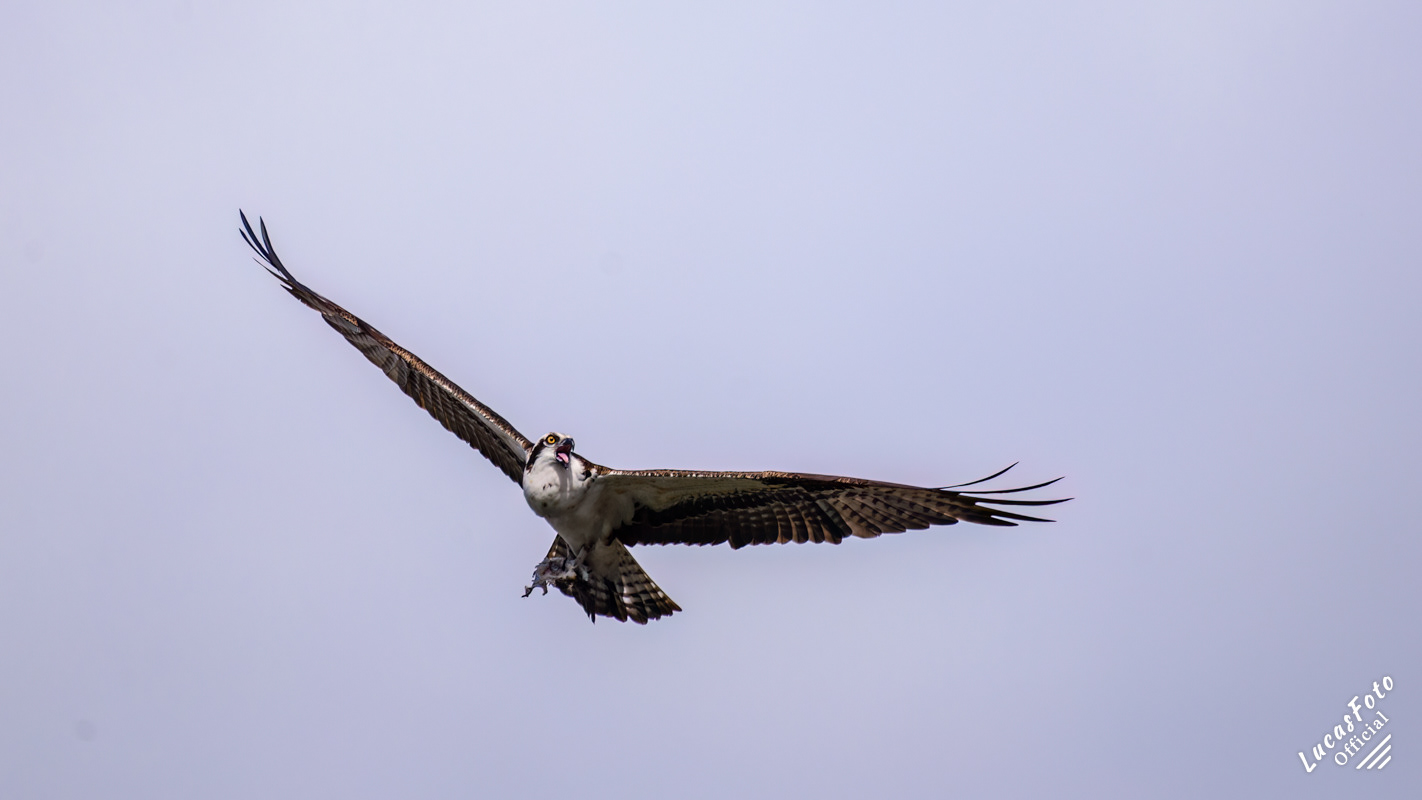 Osprey