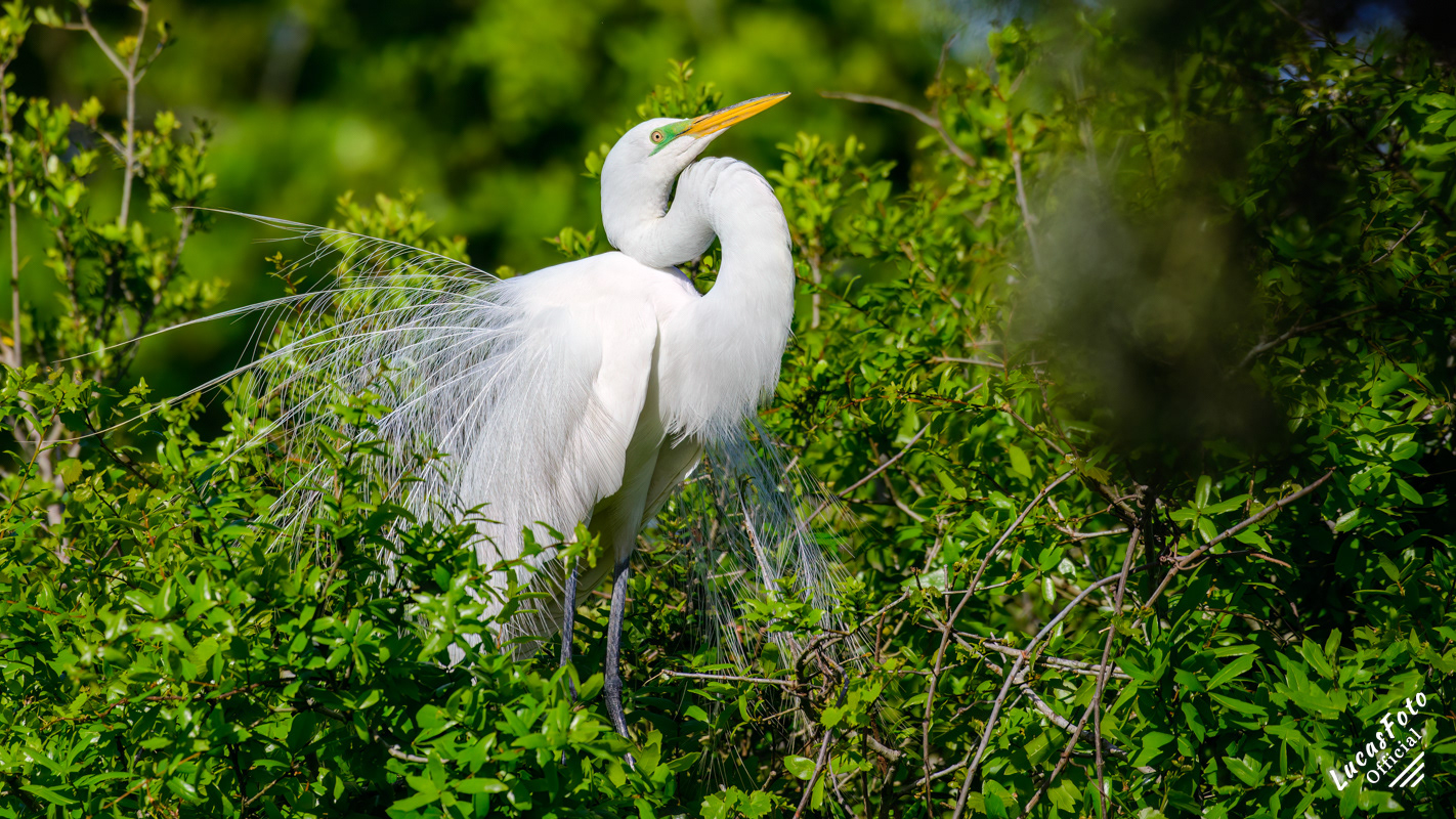 Great Egret