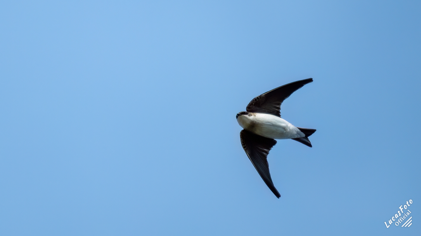 Tree Swallow