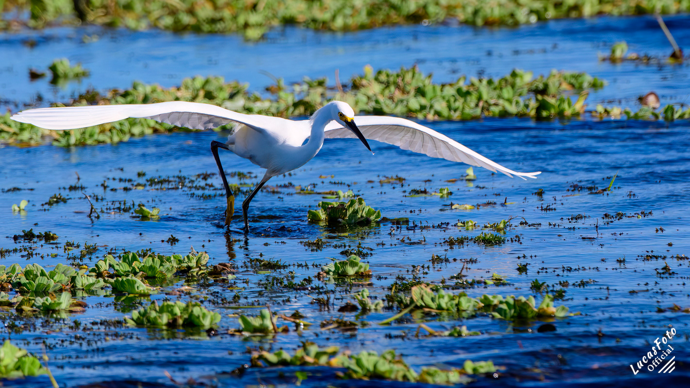 Snowy Egret