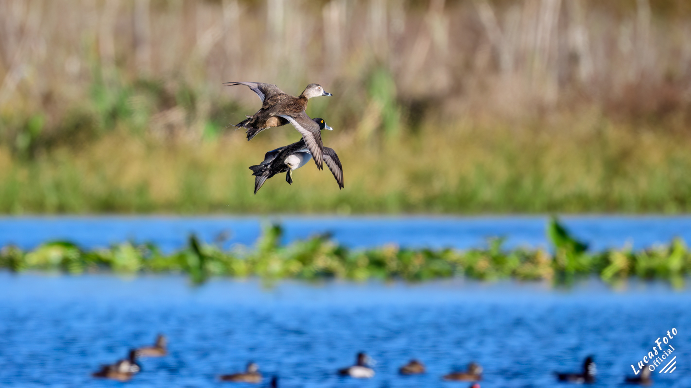 Ring-necked Duck