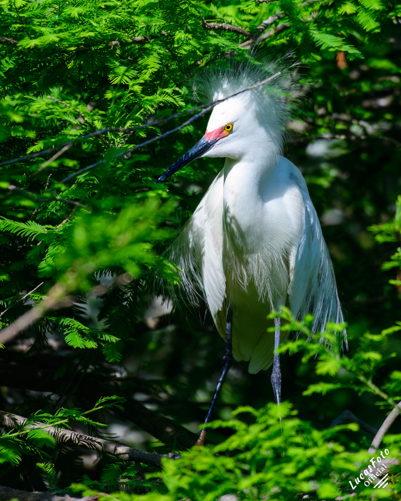 Snowy Egret