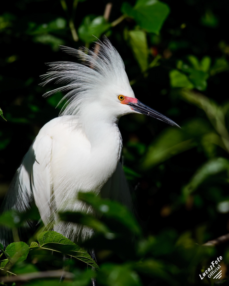 Snowy Egret