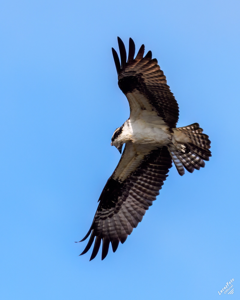 Osprey