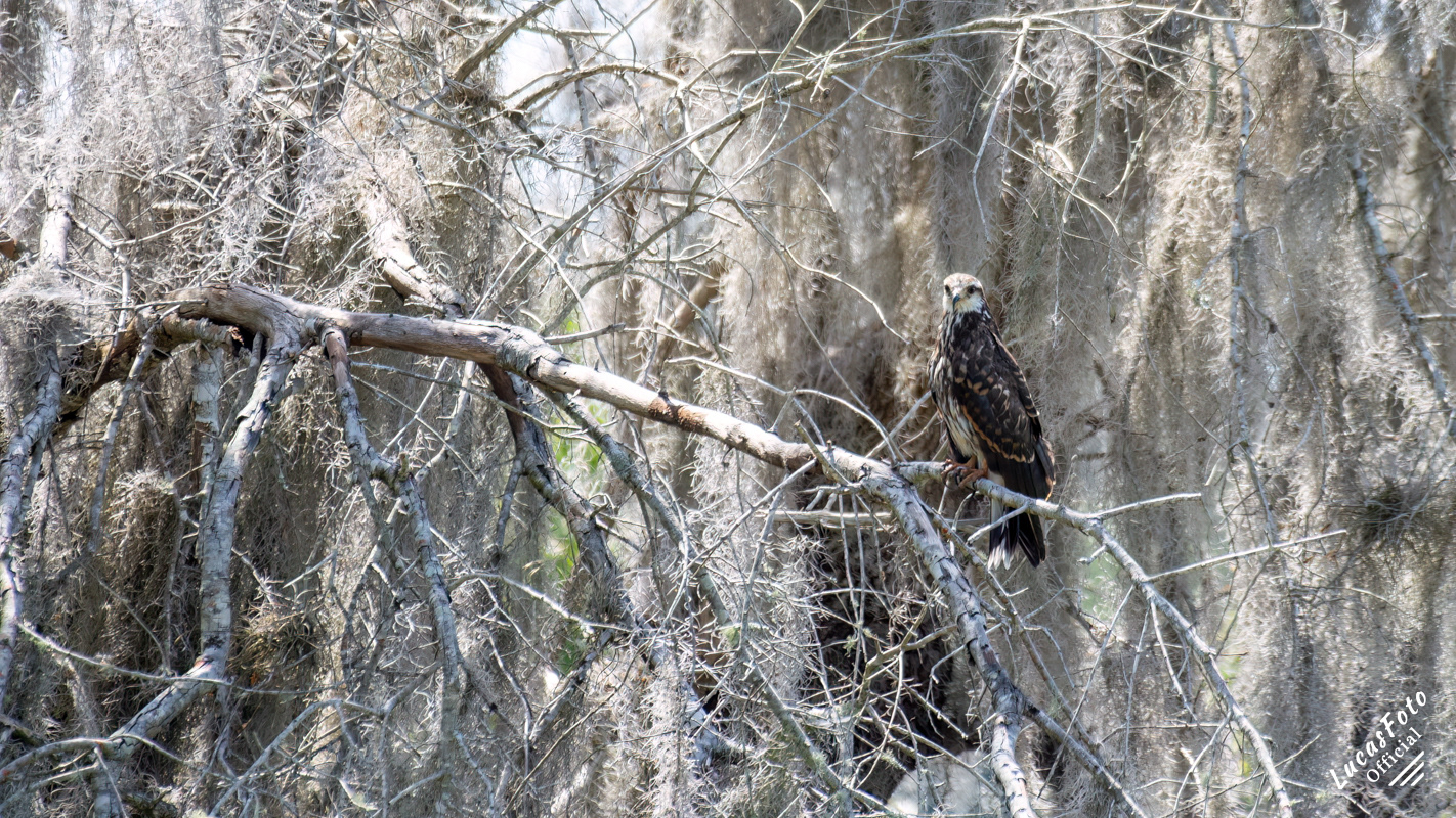 Snail Kite