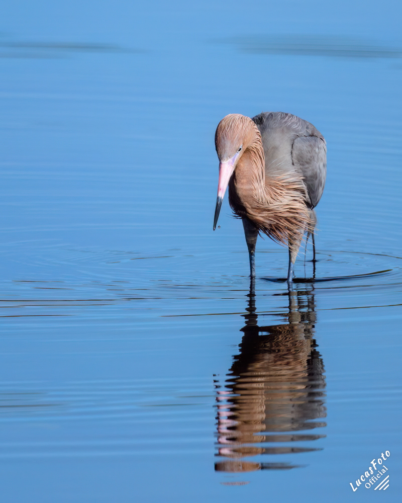 Reddish Egret