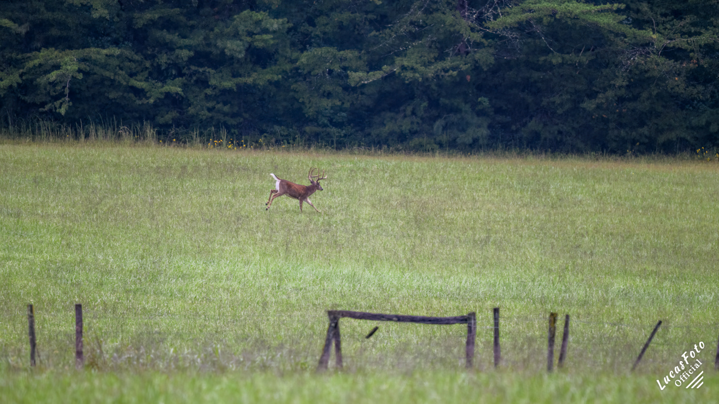 Whitetail