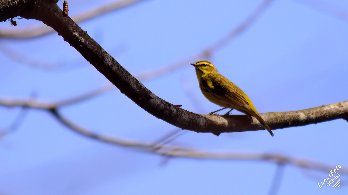 Palm Warbler