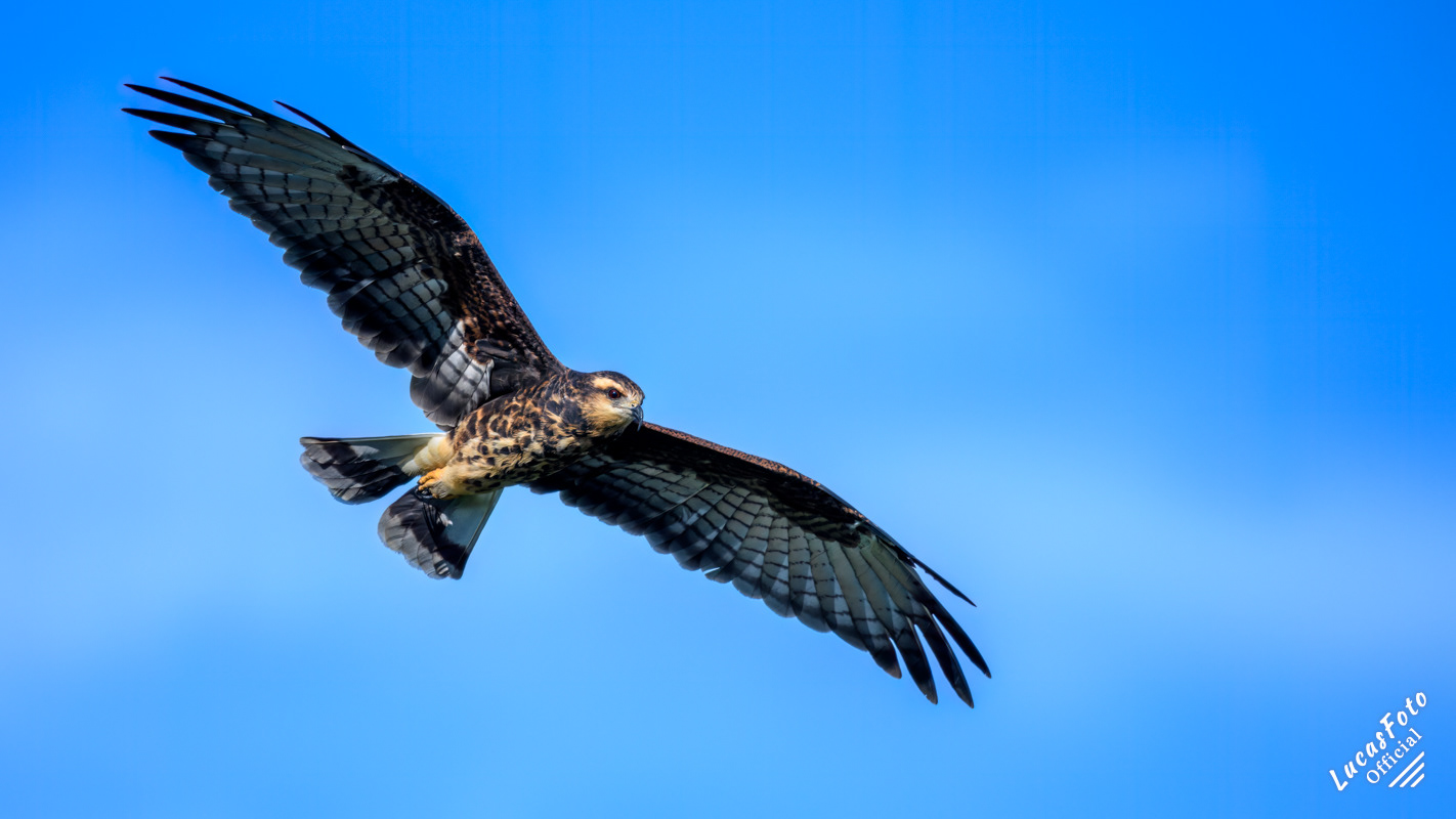 Snail Kite
