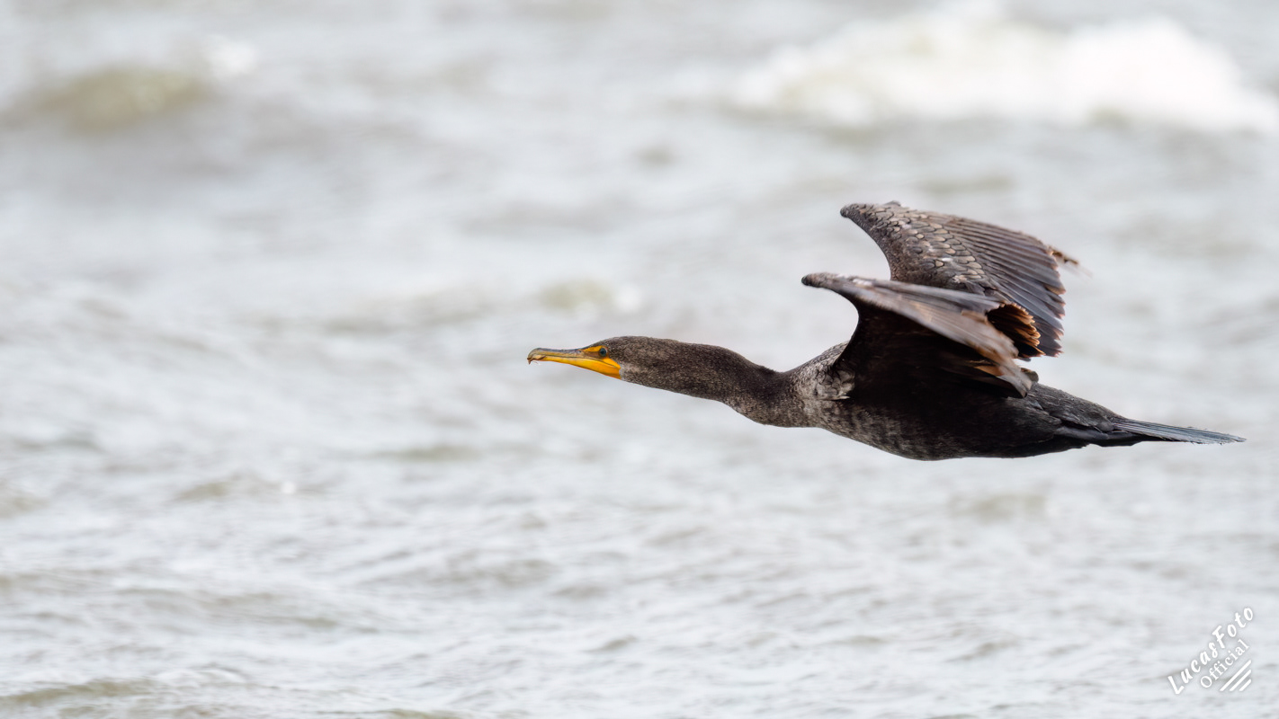 Double-crested Cormorant