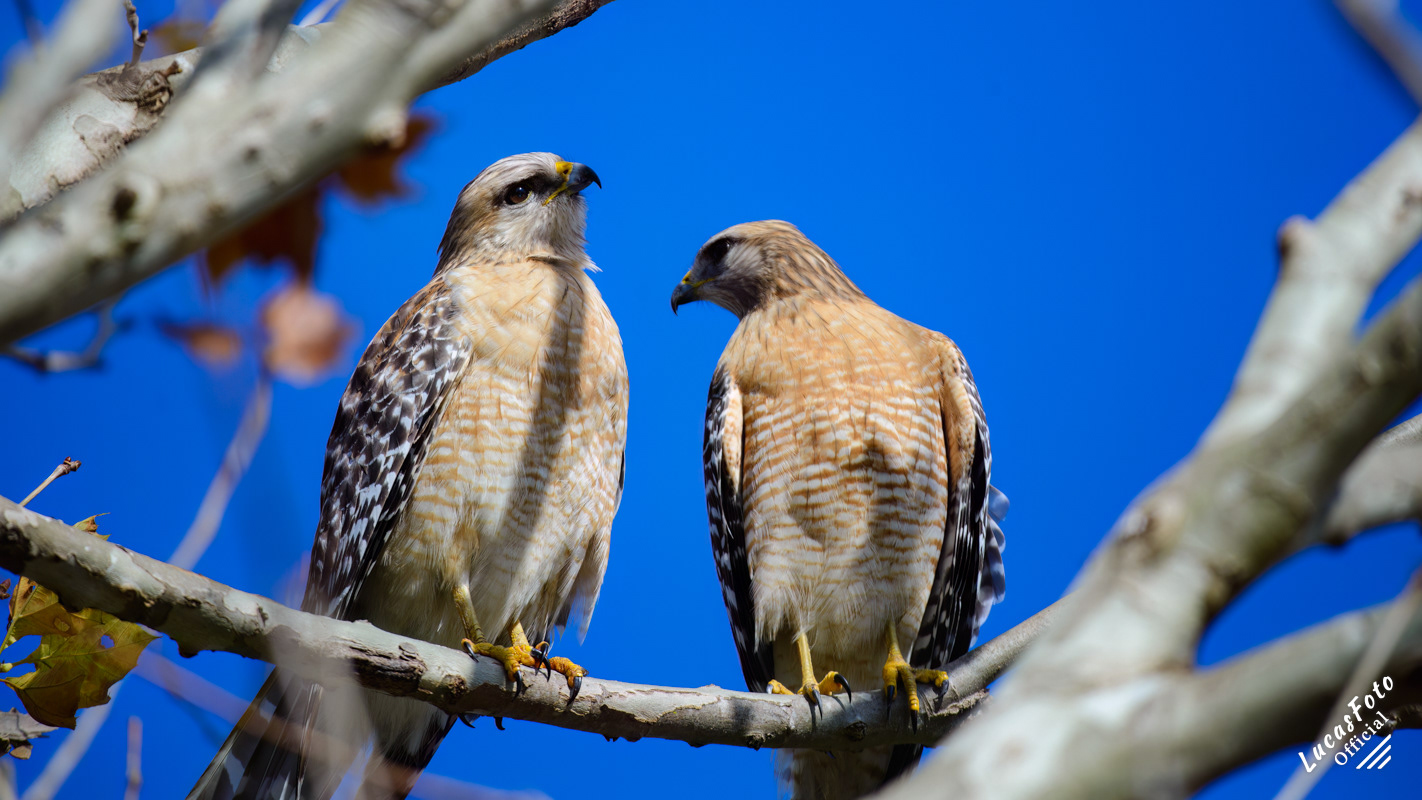 Red-shouldered Hawk