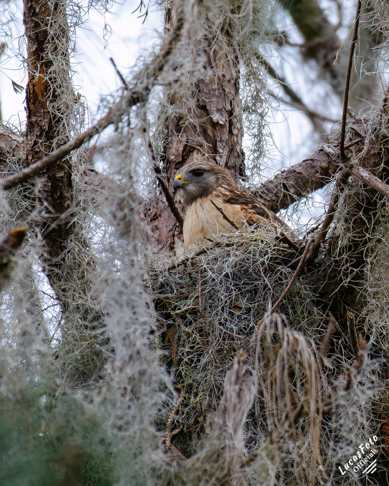 Red-shouldered Hawk