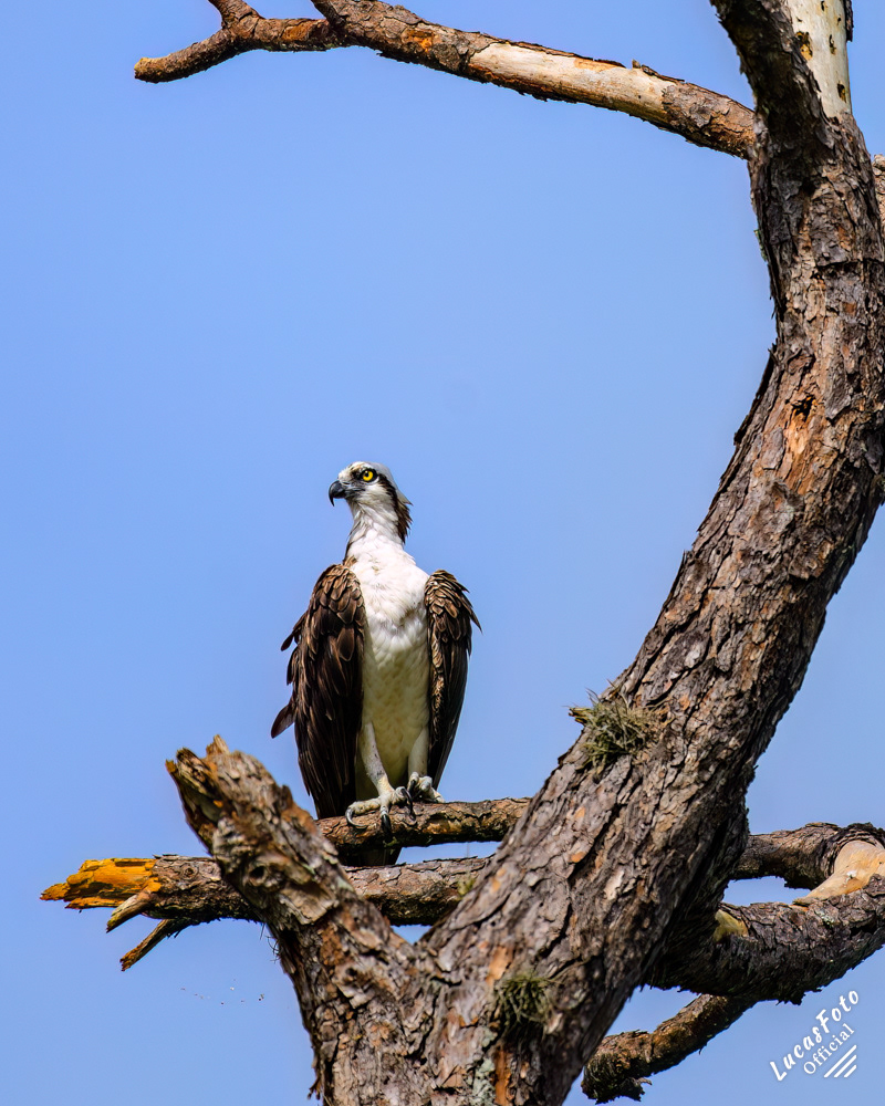 Osprey