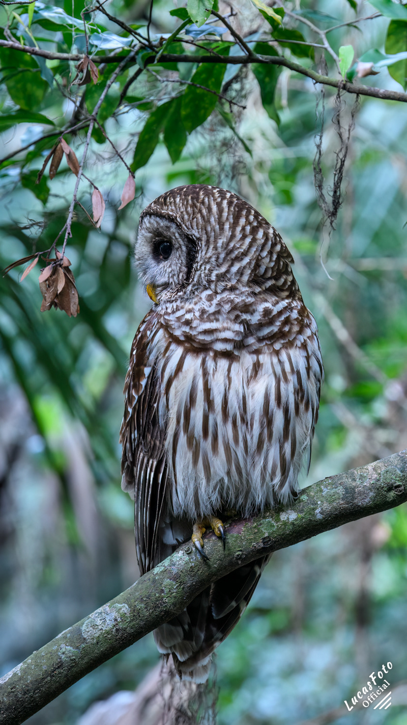 Barred Owl