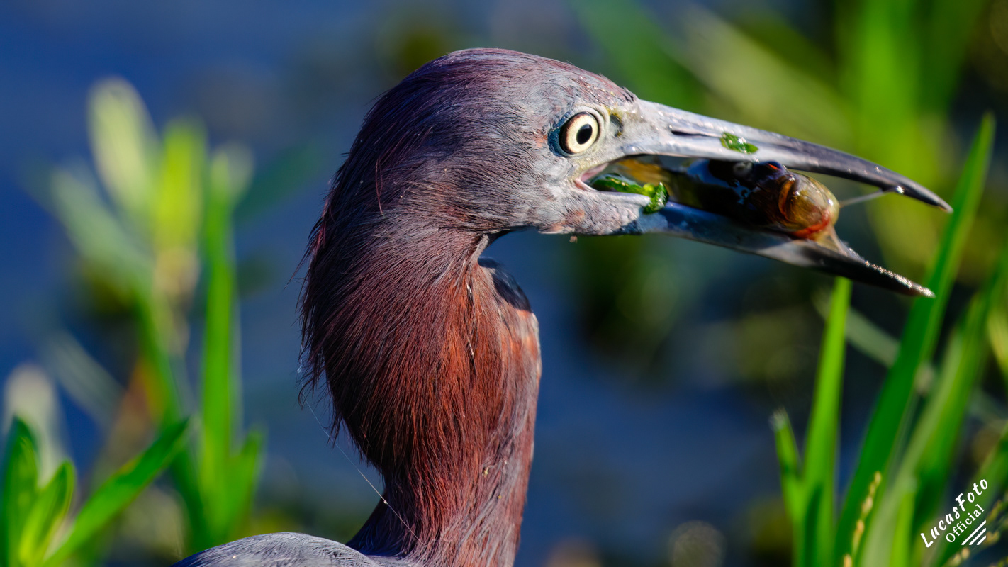 Little Blue Heron