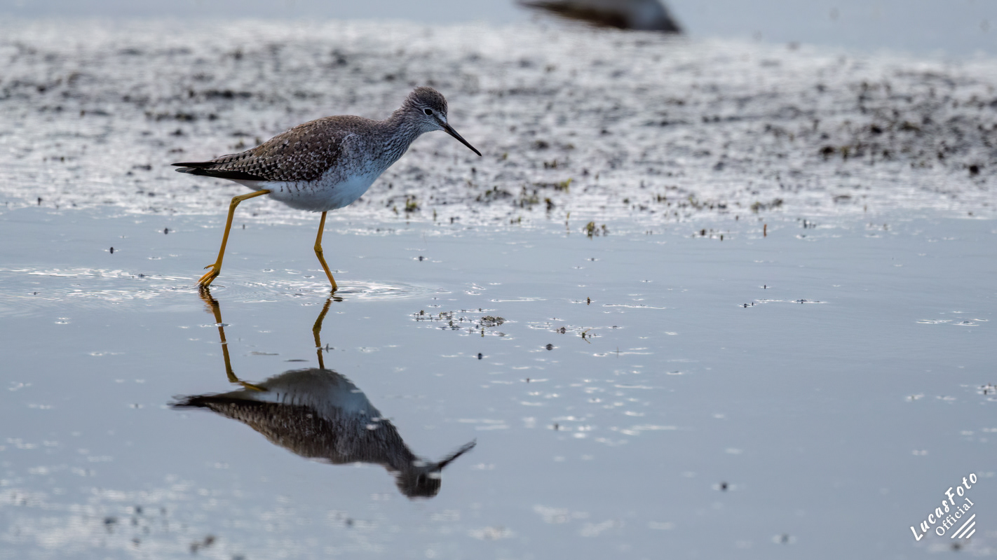 Lesser Yellowlegs