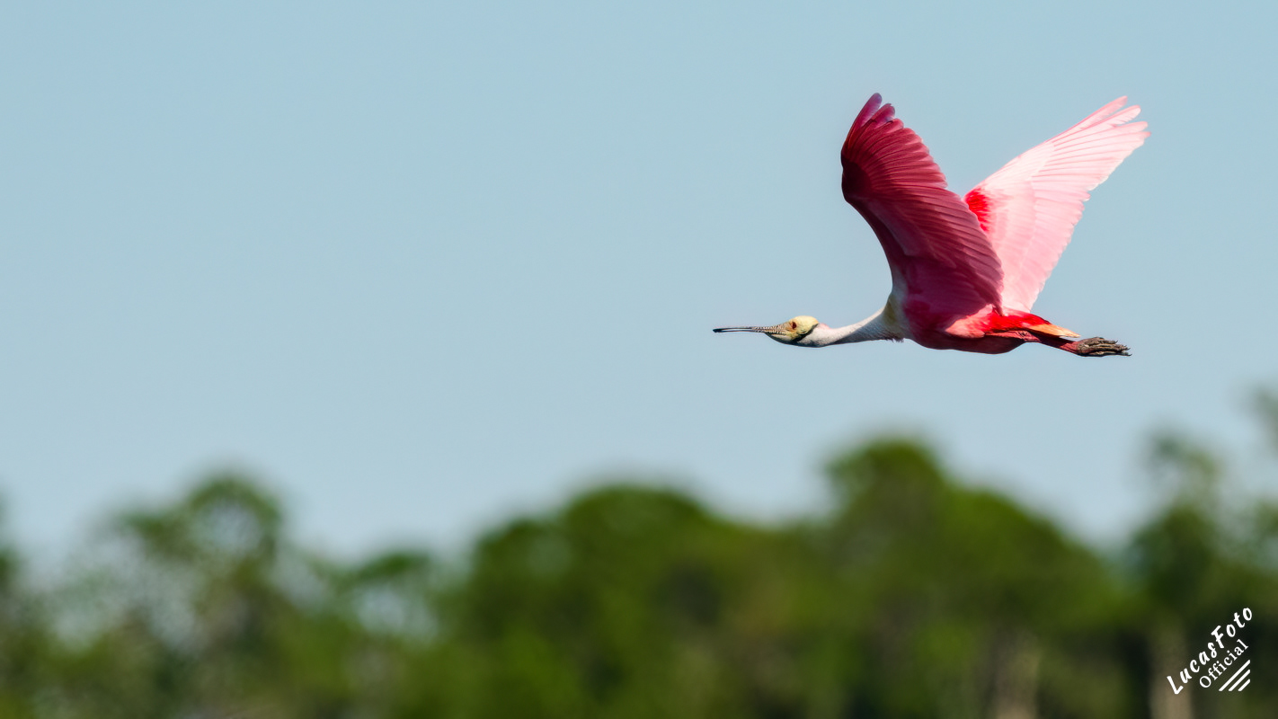 Roseate Spoonbill