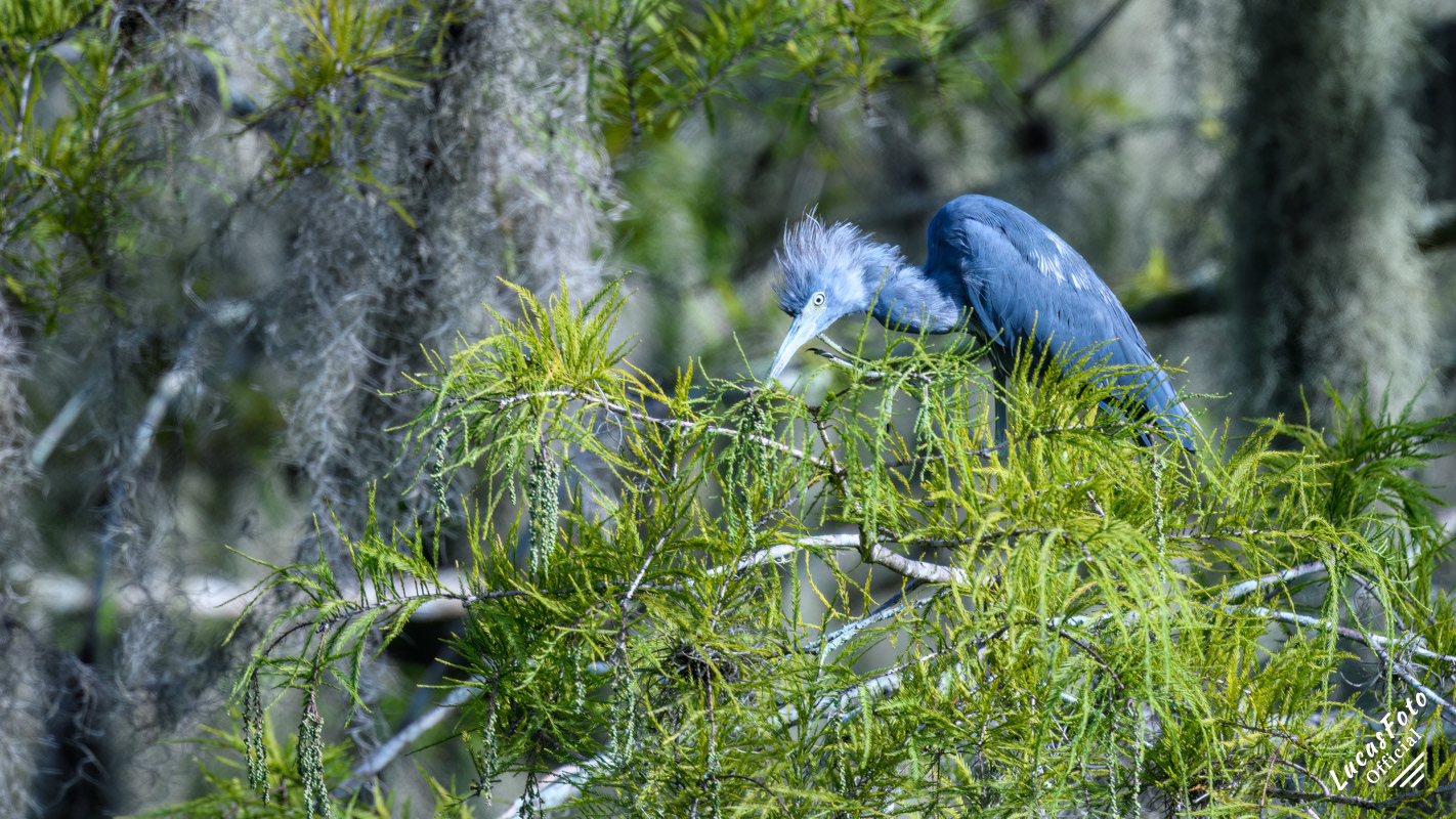 Little Blue Heron