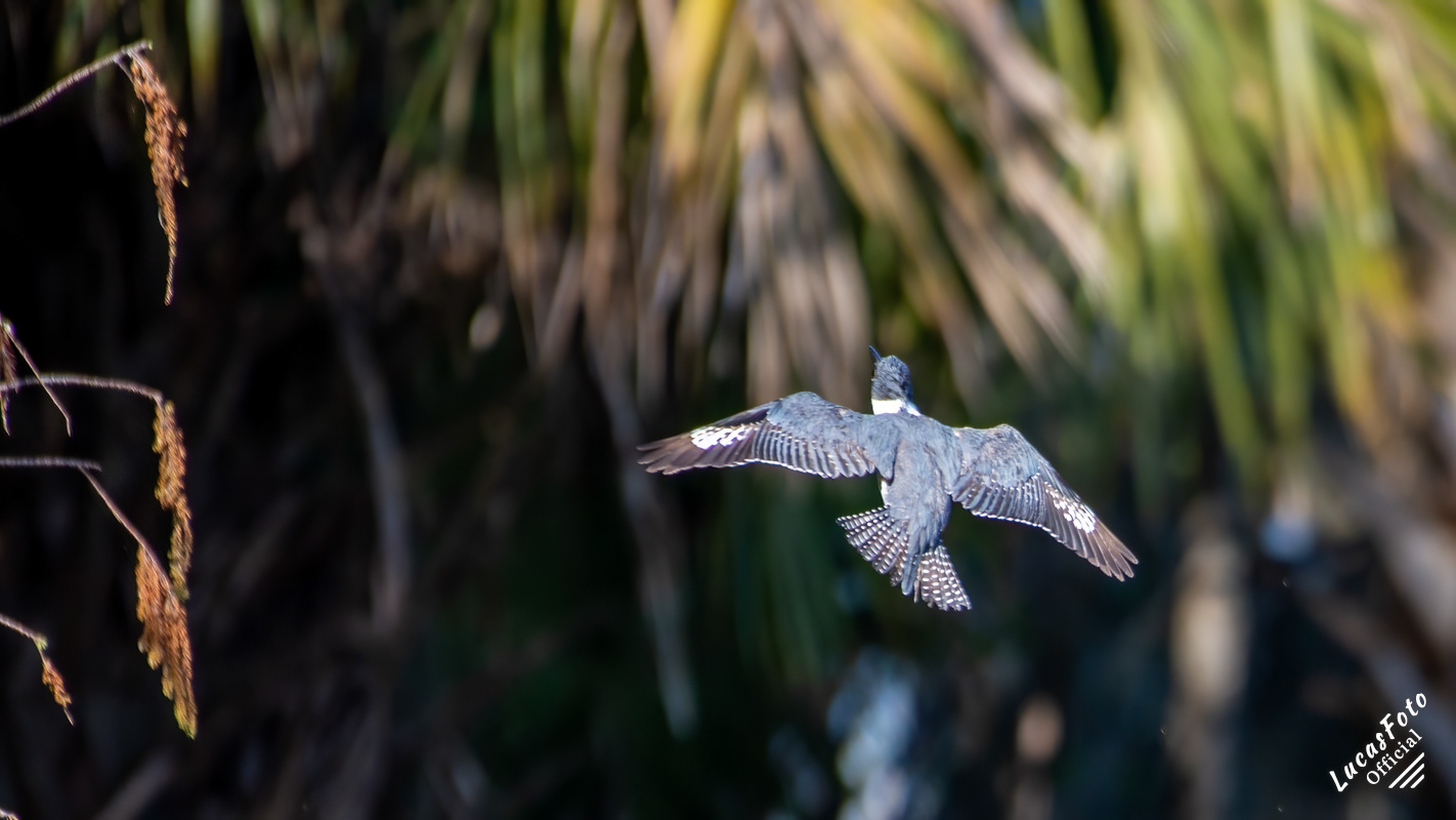 Belted Kingfisher