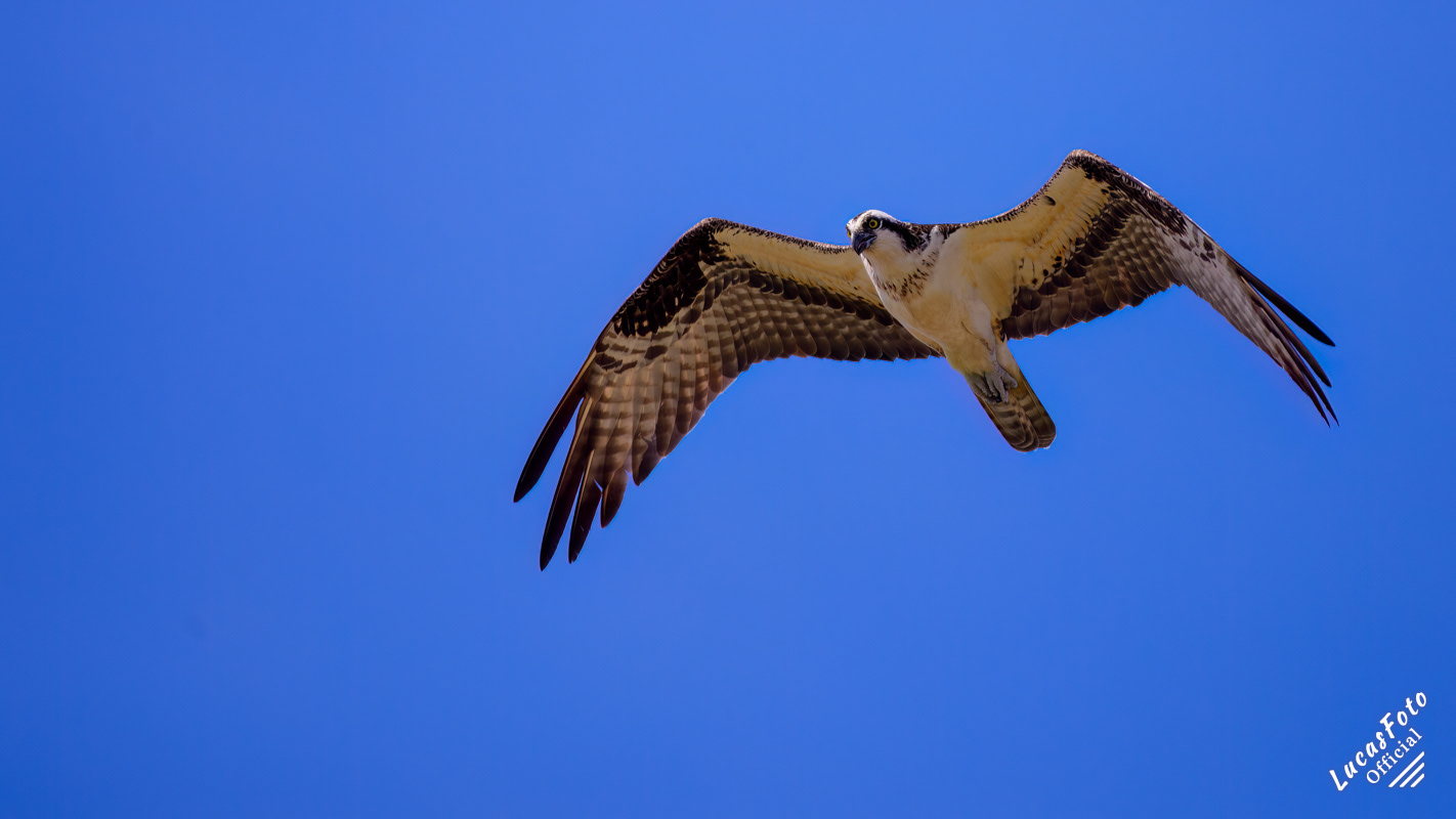 Osprey