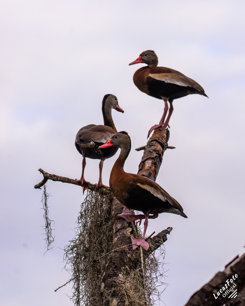 Black-bellied Whistling-Duck