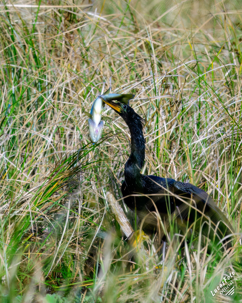 Anhinga