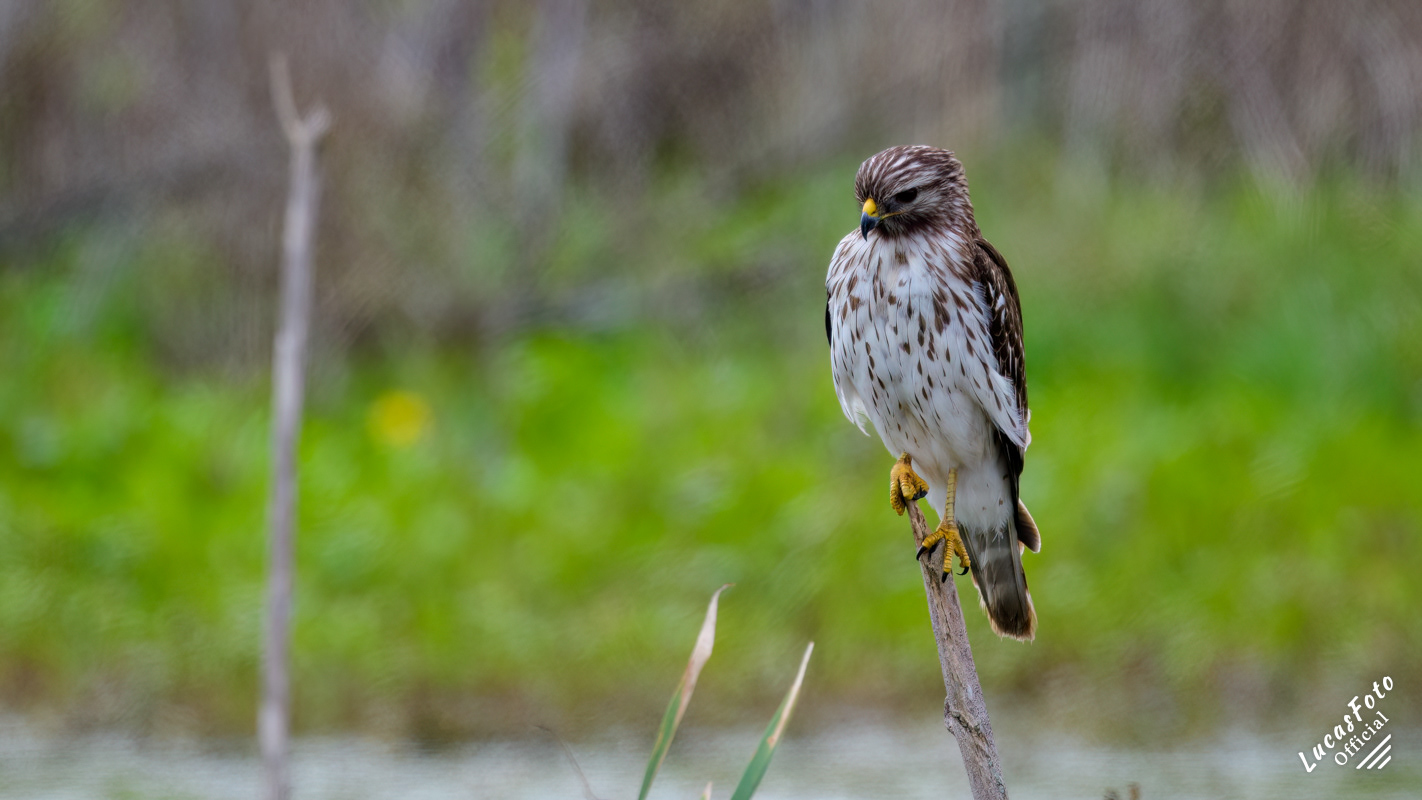 Red-shouldered Hawk