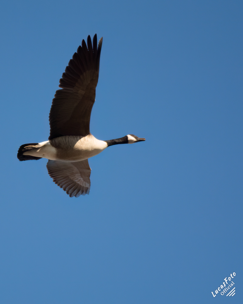 Canada Geese