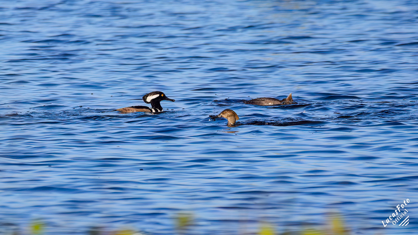 Hooded Merganser