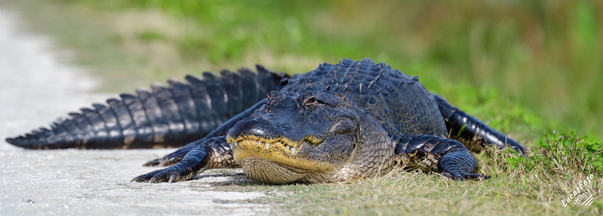 Alligator