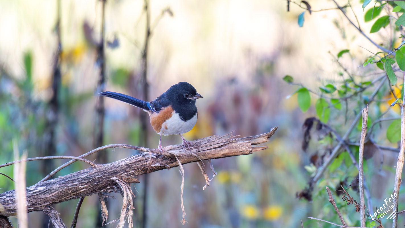 Eastern Towhee
