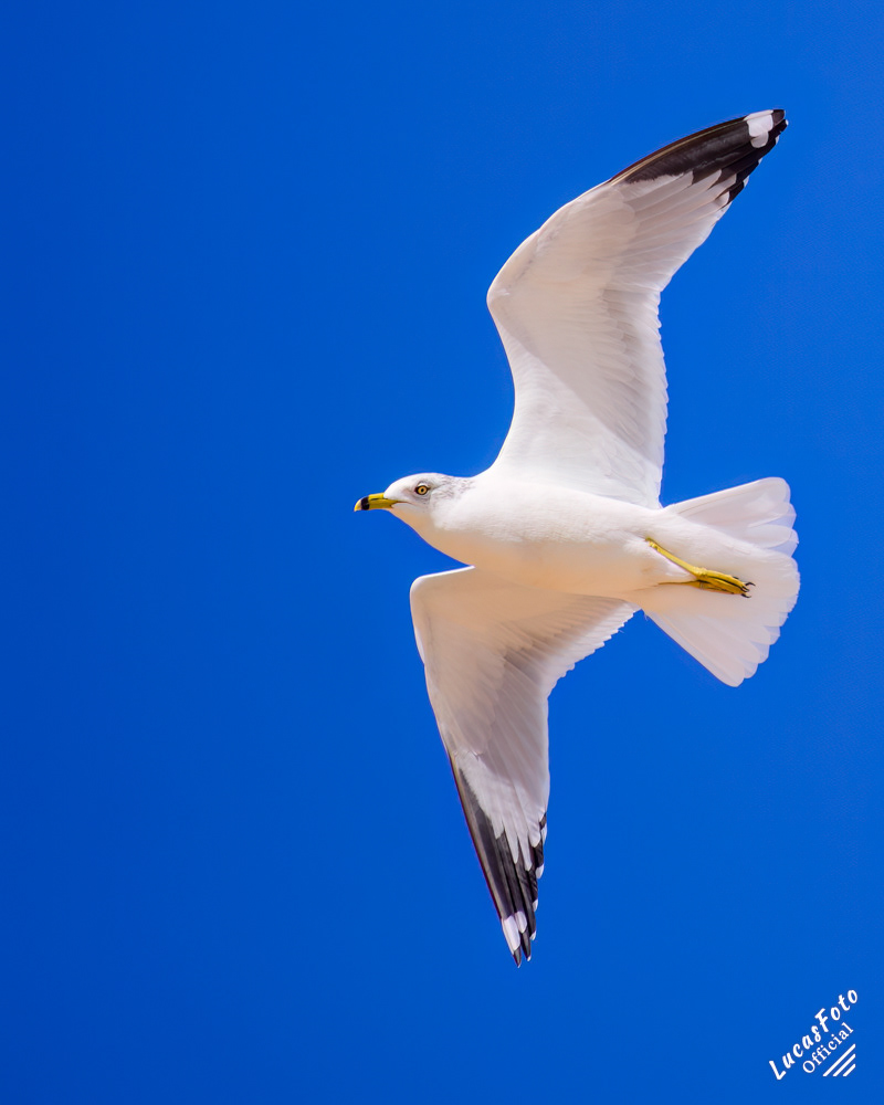 Ring-billed Gull