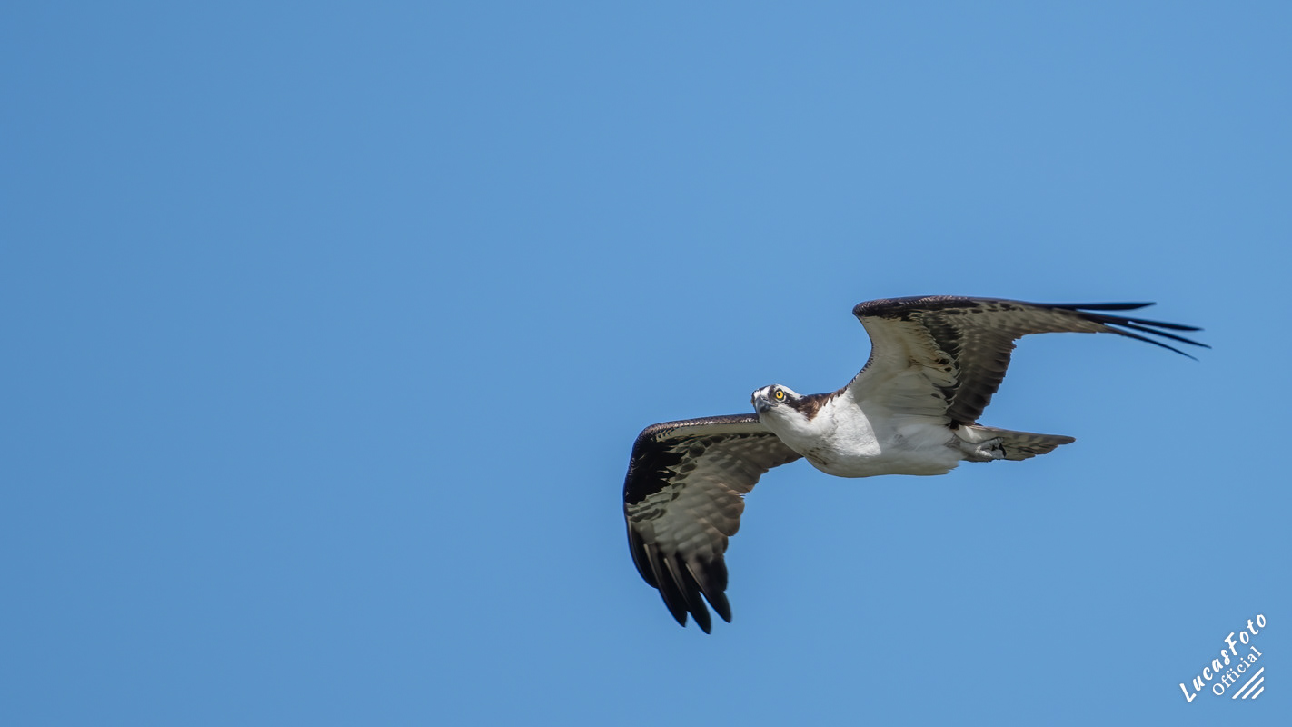 Osprey