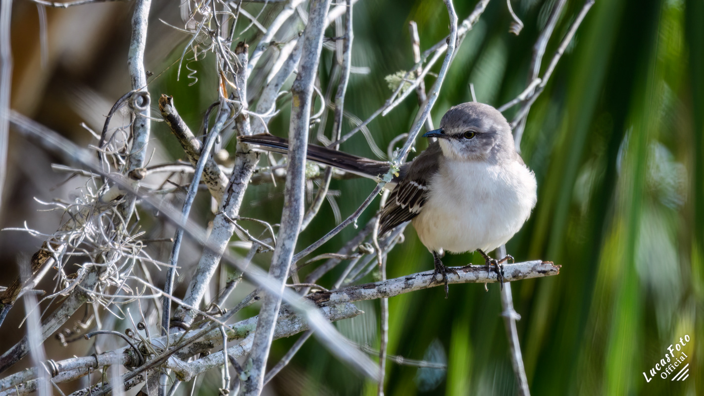 Northern Mockingbird