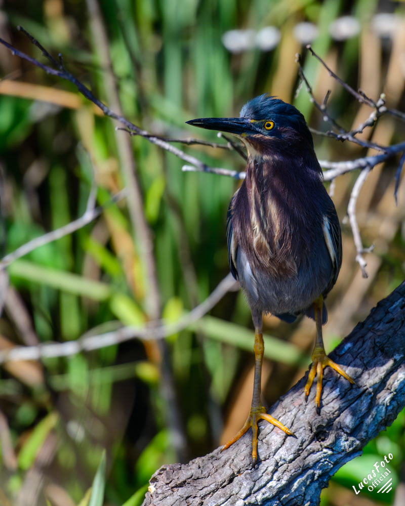 Green Heron