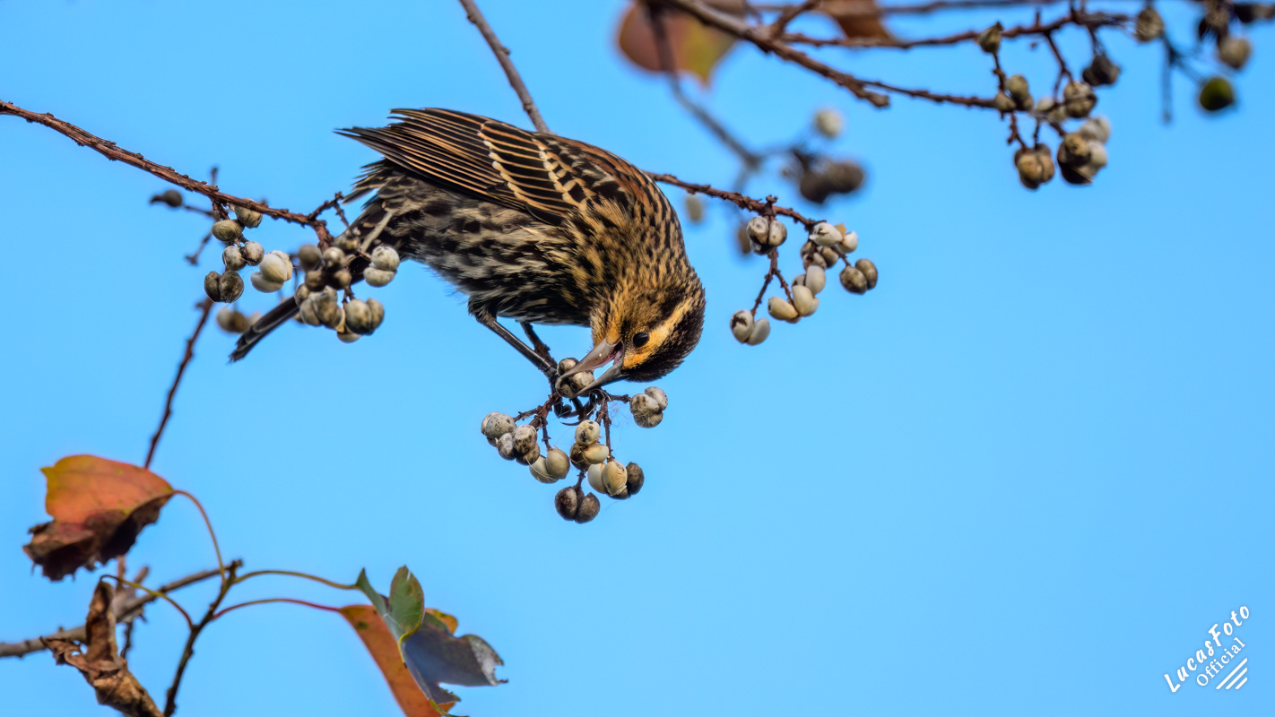 Red-winged Blackbird