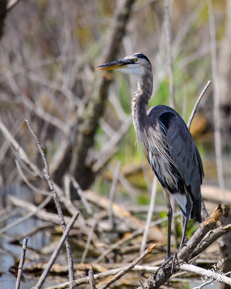 Great Blue Heron
