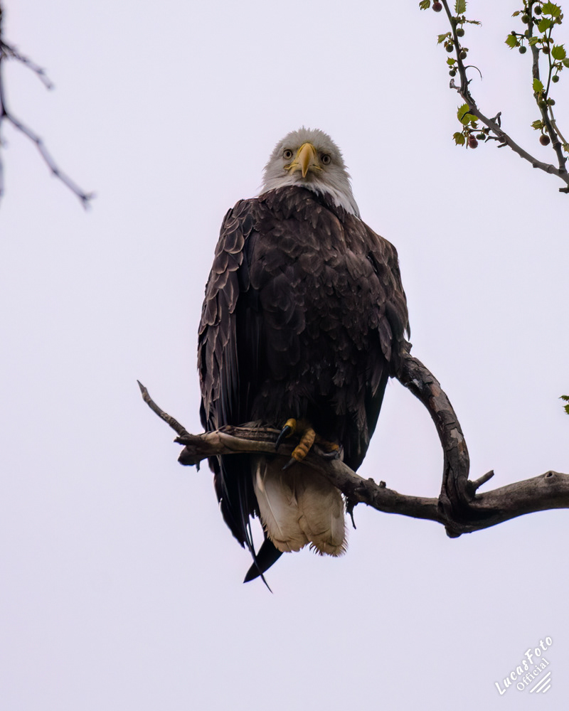 Bald Eagle