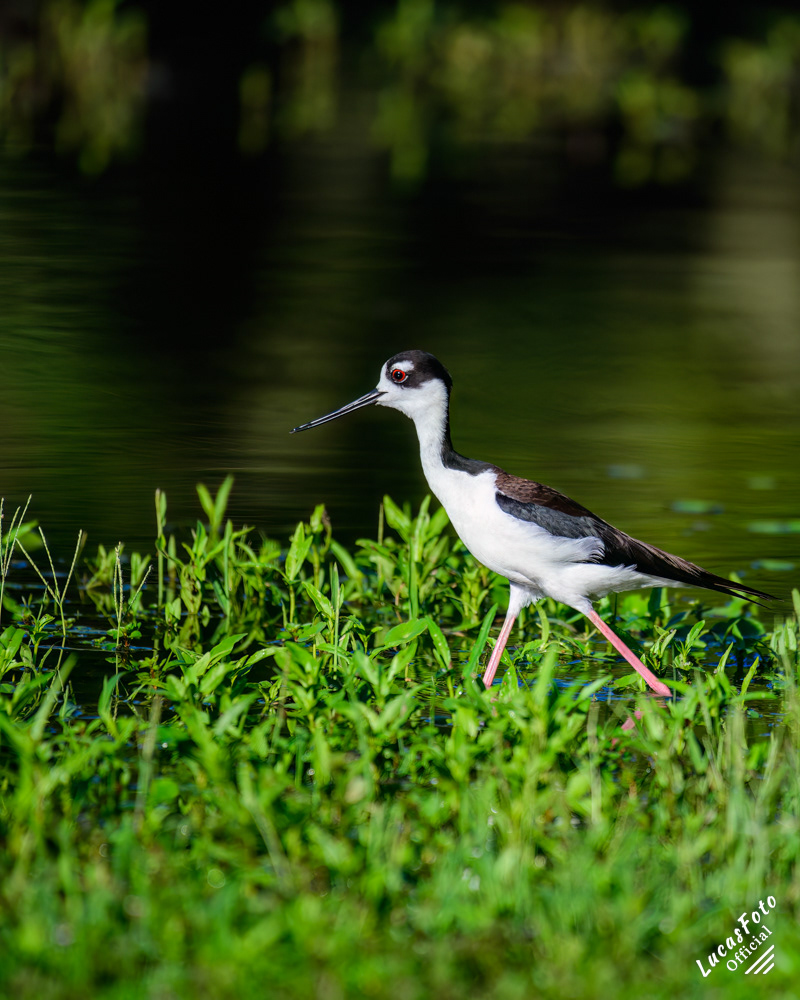 Black-necked Stilt