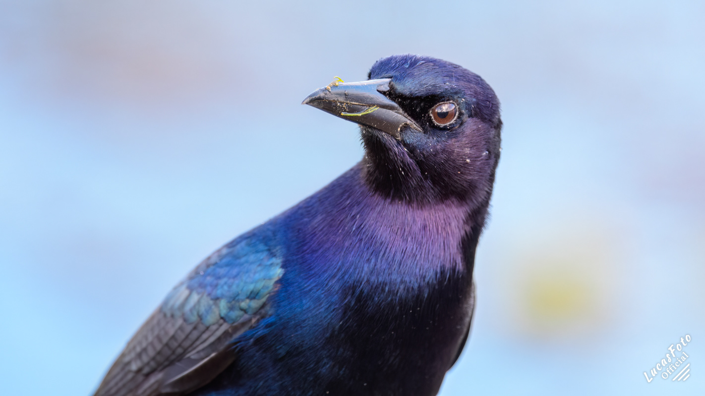 Boat-tailed Grackle
