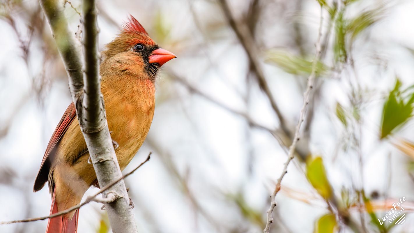 Northern Cardinal