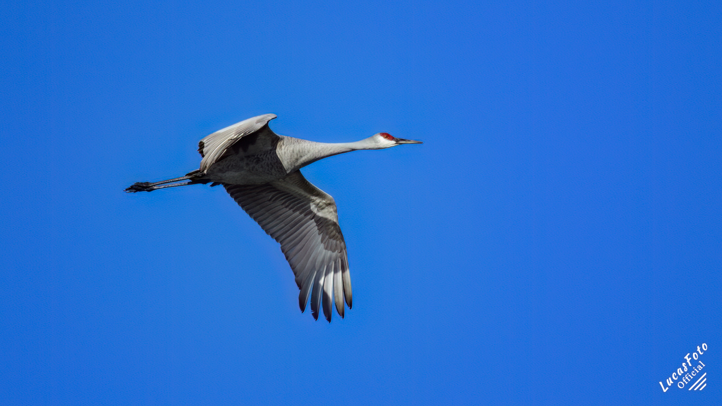 Sandhill Crane