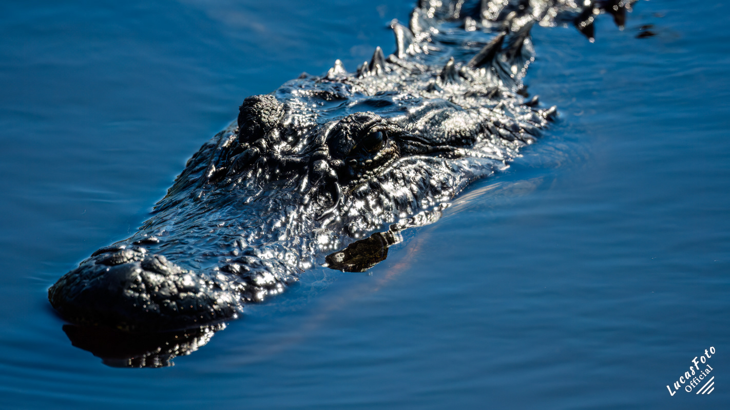Alligator