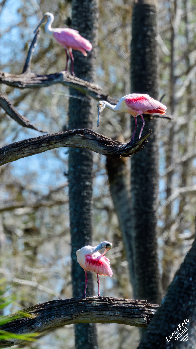 Roseate Spoonbill