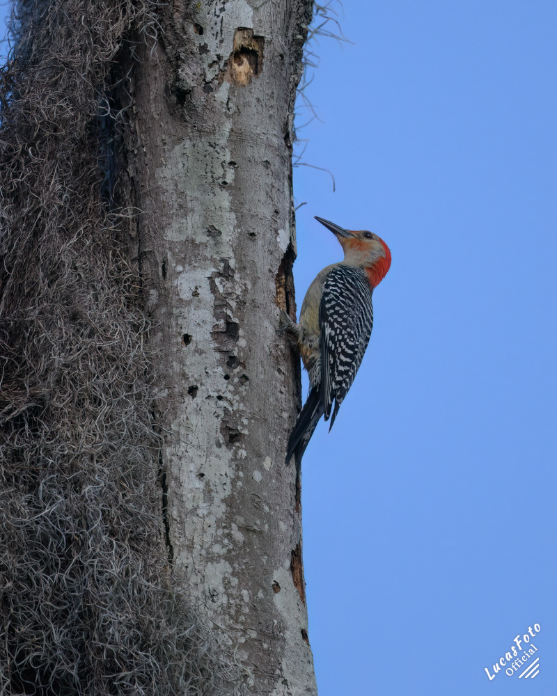 Red-bellied Woodpecker
